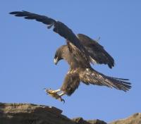 Galapagos Hawk